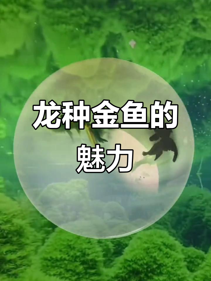 黑龙鲸金鱼：龙种中的王者，观赏价值极高