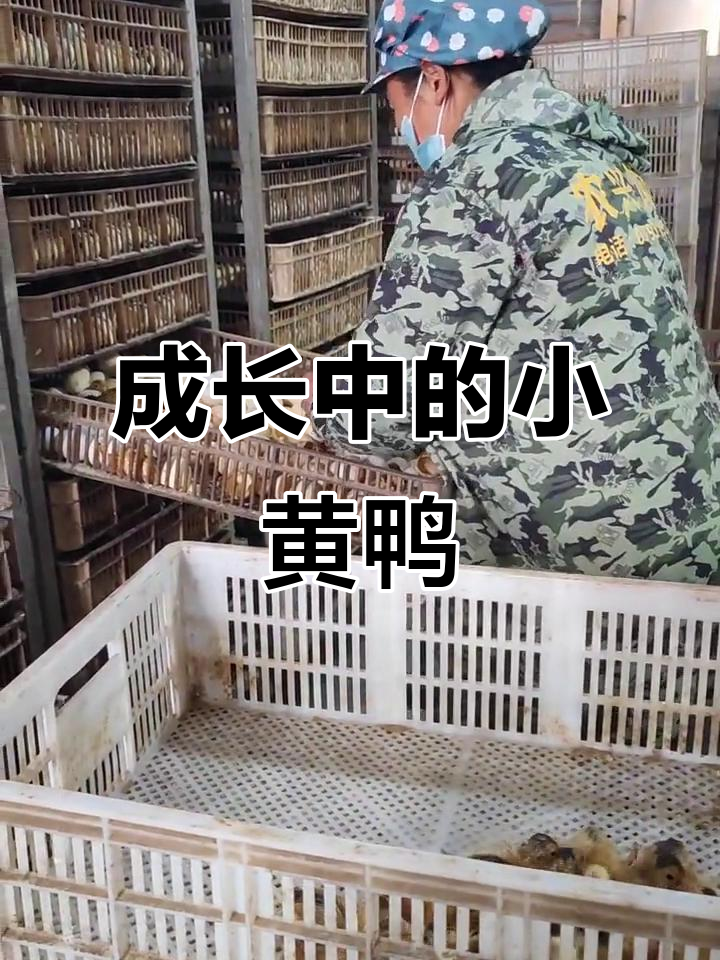 小黄鸭长大变样,六到七斤的大胡鸭萌态十足
