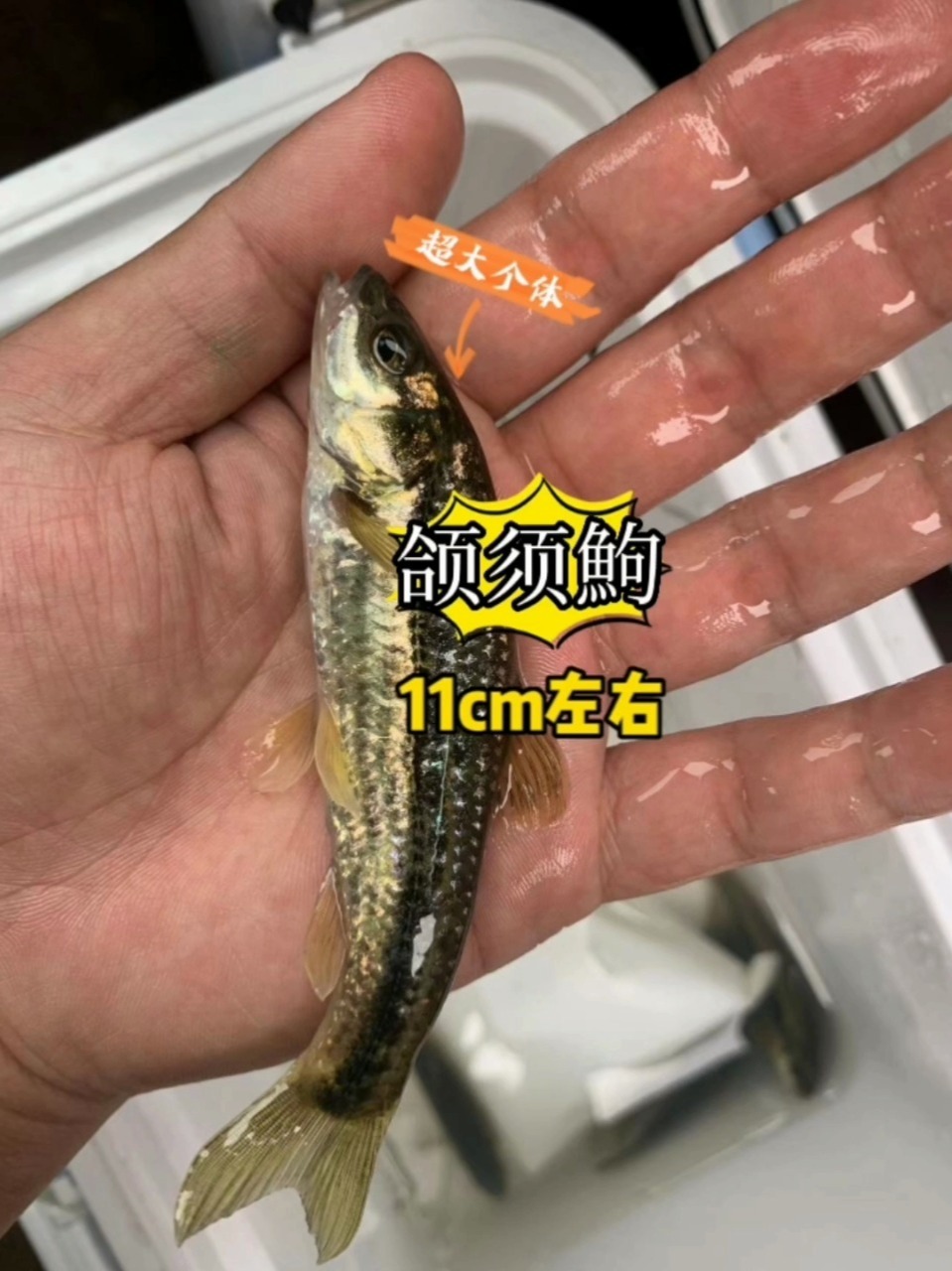超大个体溪流鱼颌须鮈!