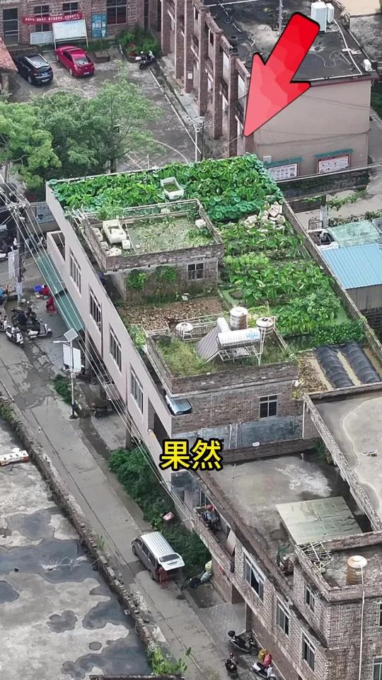 楼顶上种菜和养鱼可以吗？