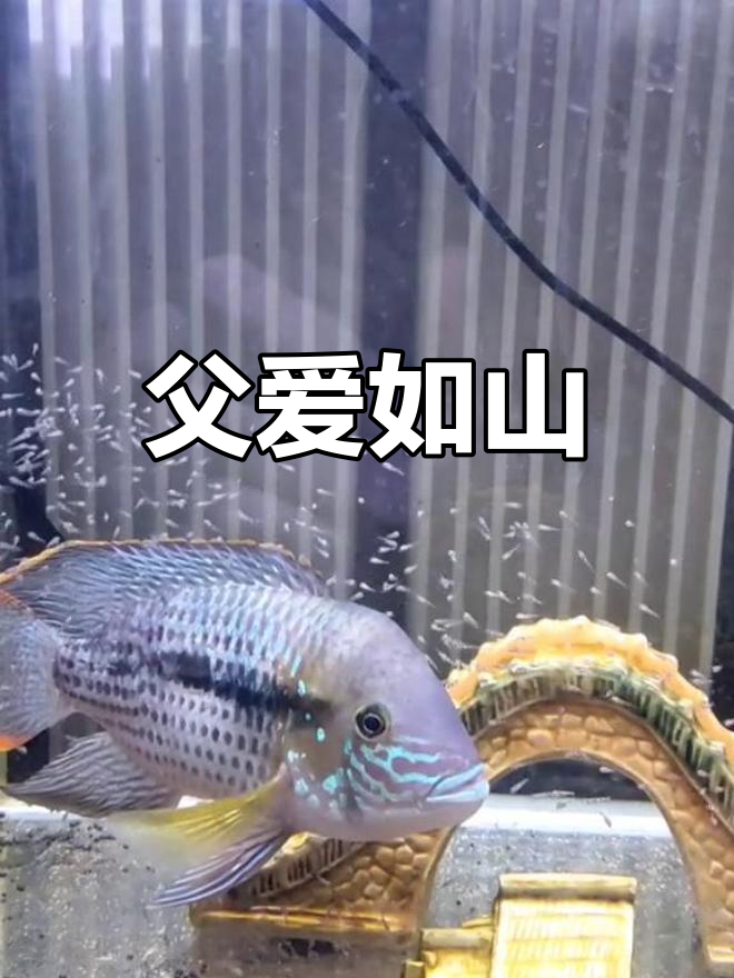 红尾皇冠公鱼,护子时展现惊人温柔