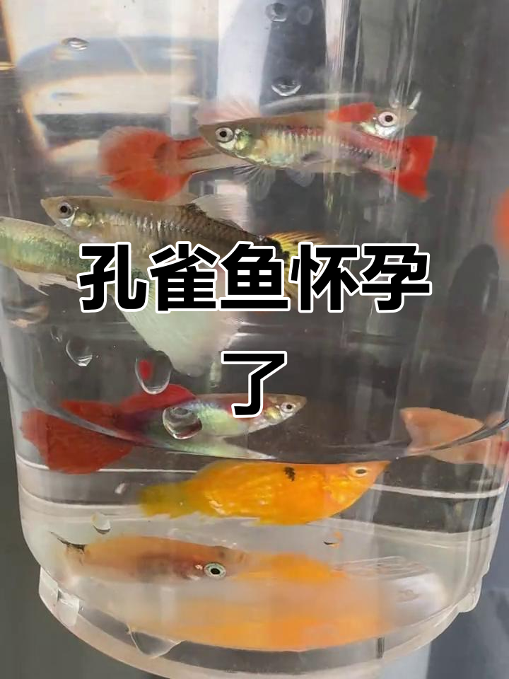 8月孔雀鱼怀孕五到七天,月底有望生小鱼宝宝