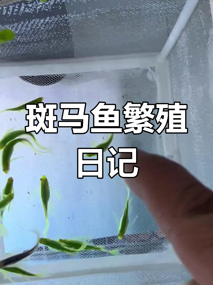 斑马鱼繁殖全过程记录:从产卵到孵化