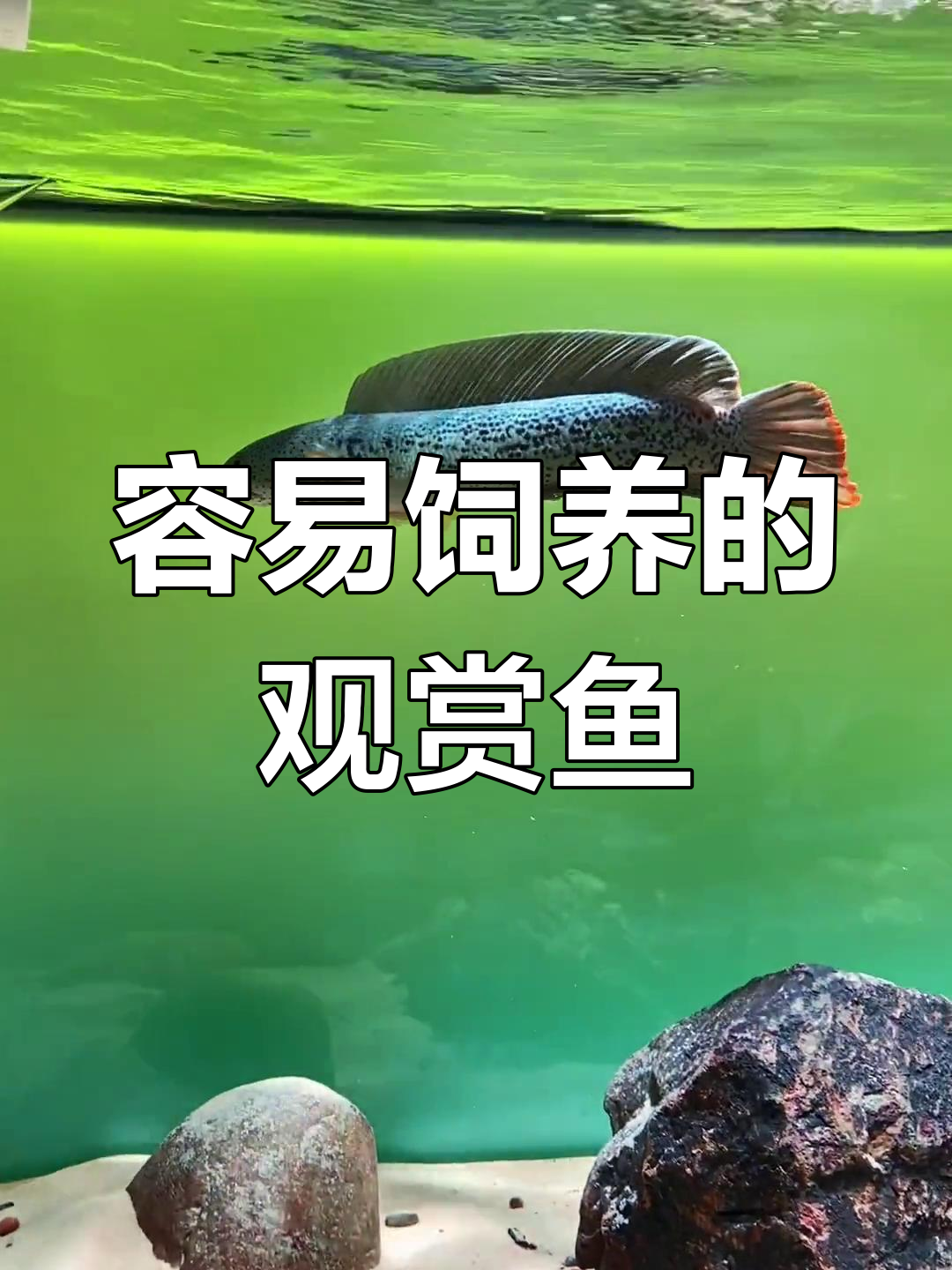 大黑鱼,观赏性强又易养,造景搭配首选