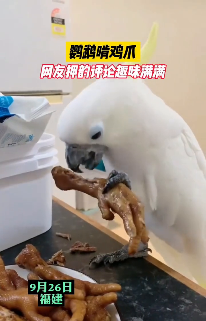 鹦鹉吃鸡爪