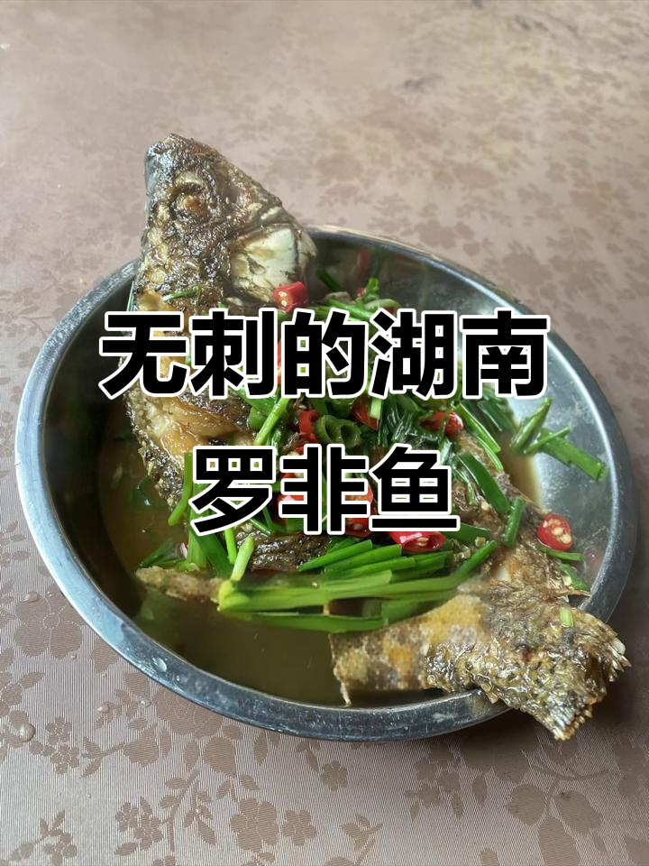 湖南罗非鱼,肉质鲜美无刺,比草鲤更美味