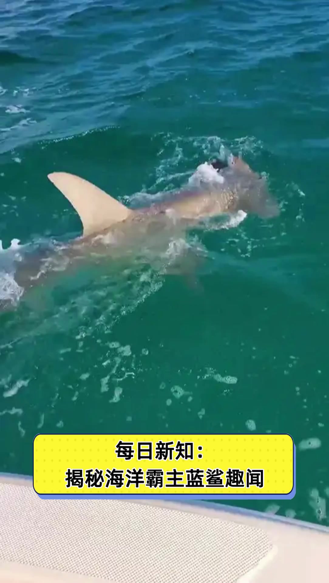每日新知:揭秘海洋霸主蓝鲨趣闻