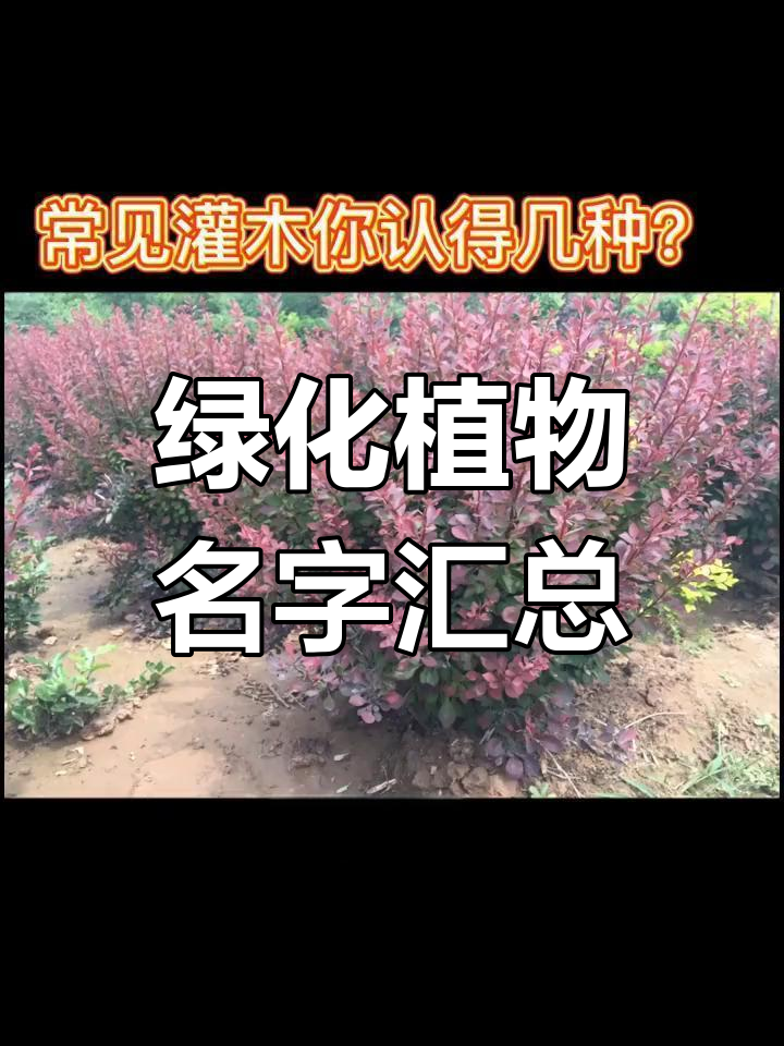 常见园林绿化植物名称大全