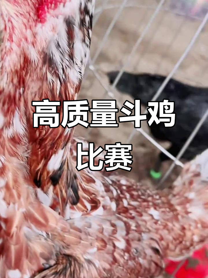 越南斗鸡现场实拍,铁绿脚全满加钢的精彩对决