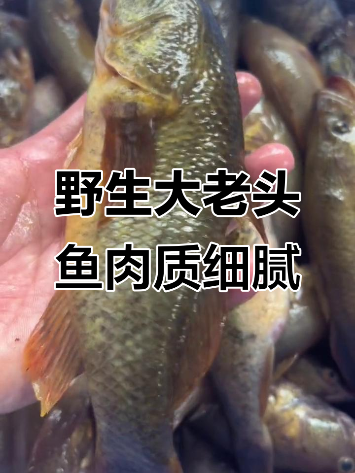 东北野生大老头鱼,肉质鲜嫩无刺,酱炖美味不容错过