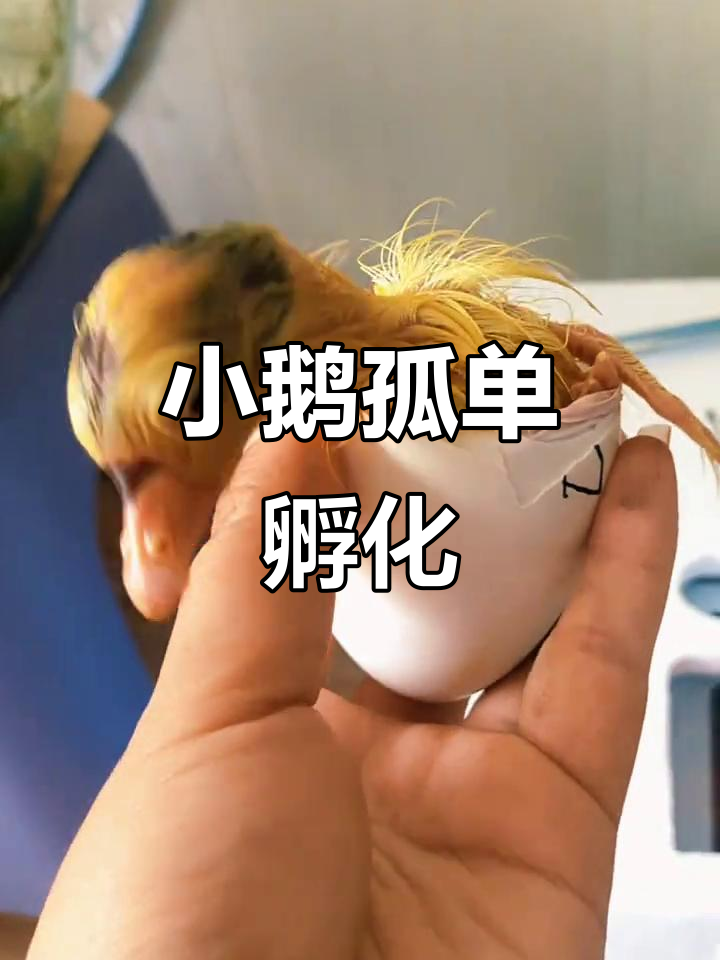 孵了鸡蛋又放鹅蛋,高温下小鹅孤独破壳