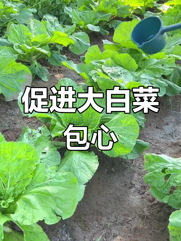 大白菜包心结球期如何管理,提高产量与品质