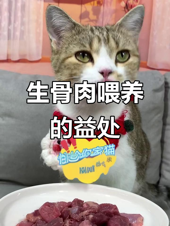 猫咪吃生骨肉的好处,皮肤毛发大变样
