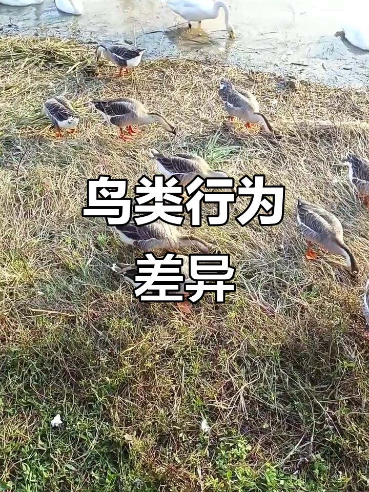 天鹅通常单独或成对行动,与大雁的群居习性截然不同
