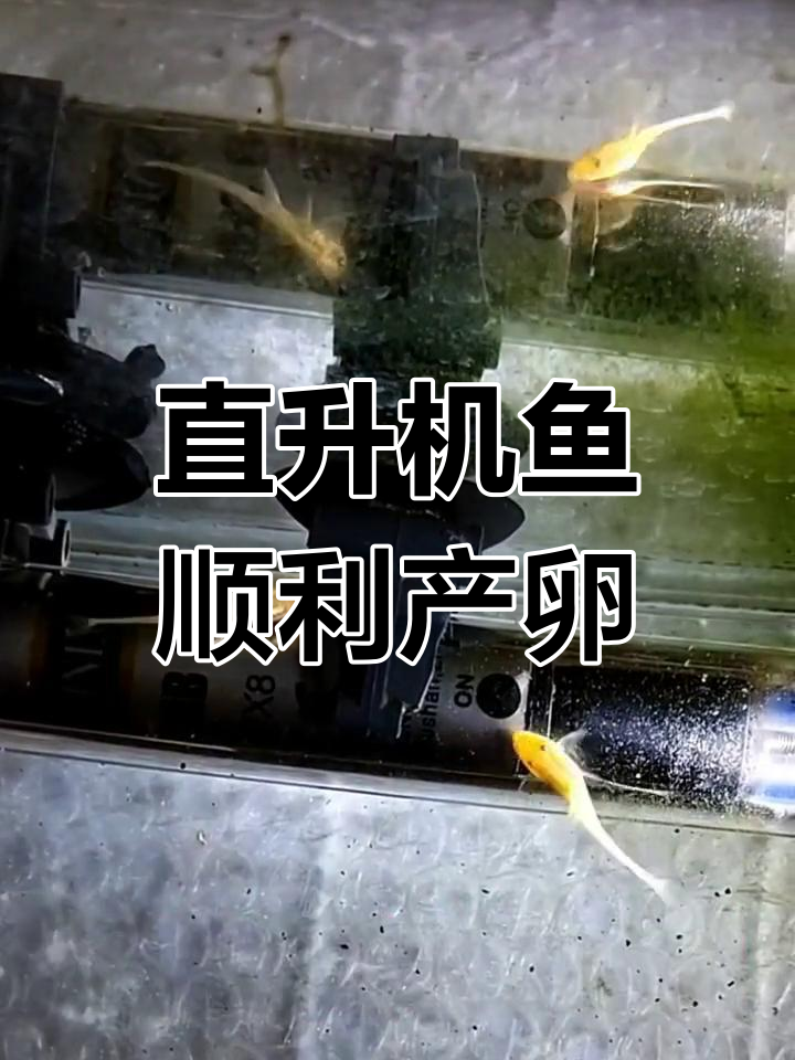 龙王直升机鱼成功繁殖,期待新一窝表现