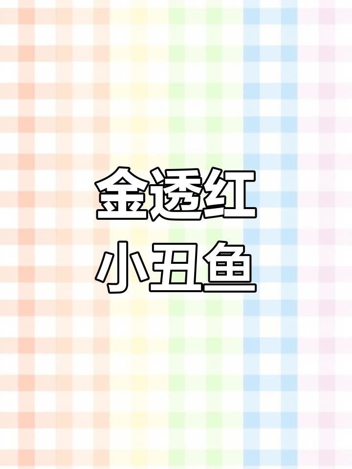 金透红小丑鱼:凶猛又美丽,适合新手饲养