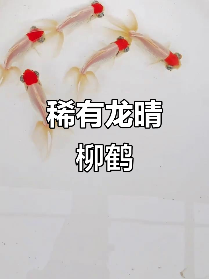 龙睛柳鹤:古朴金鱼品种,眼睛与尾巴皆美