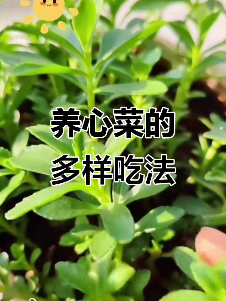 养心菜多种吃法,炒拌炖皆宜,营养美味随心享
