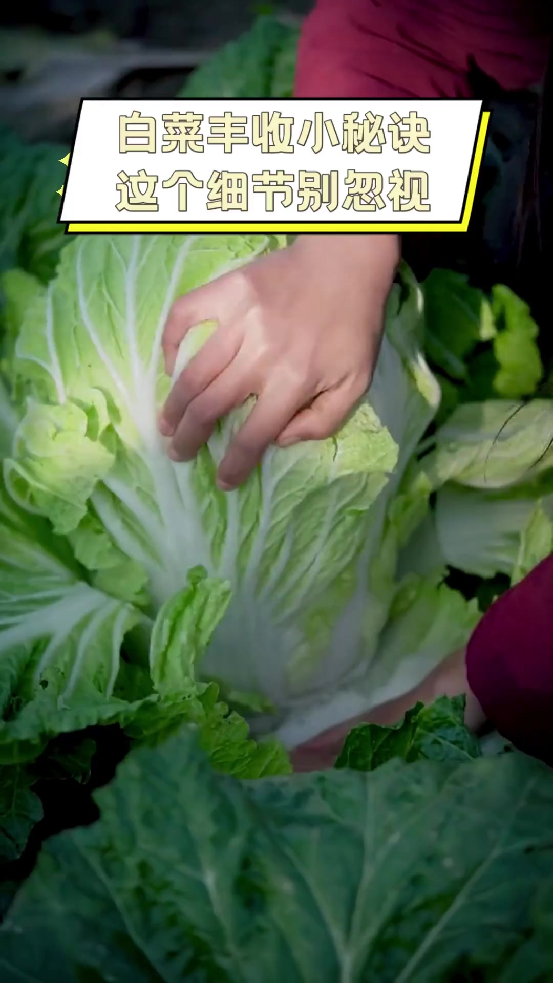 白菜丰收小秘诀,这个细节别忽视