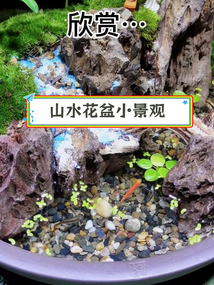 打造山水鱼景生态盆栽