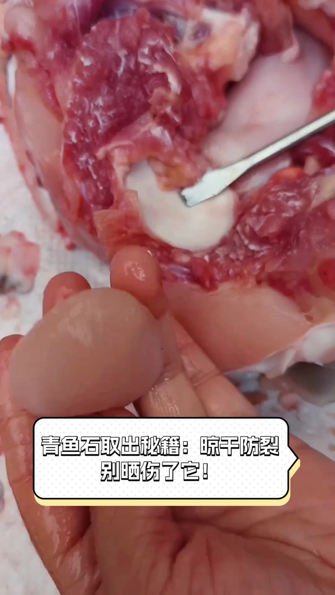 青鱼石取出秘籍:晾干防裂,别晒伤了它!