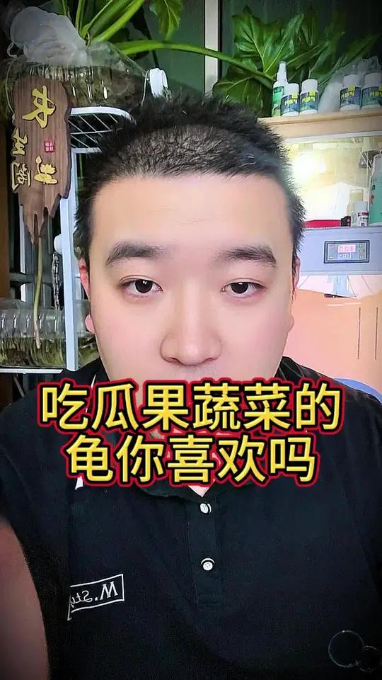 吃蔬菜水果的龟你喜欢吗 #乌龟喂食 #吃菜龟 #养龟日常 #爱龟爱生活 #亚洲巨龟