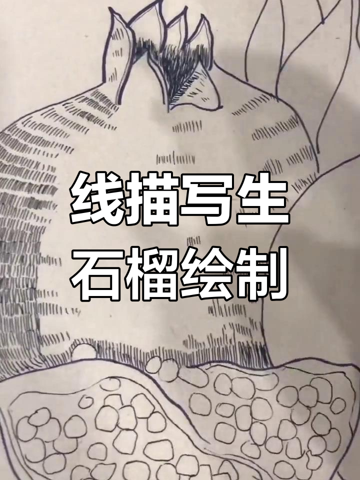 创意线描石榴画法,轻松掌握水果形态