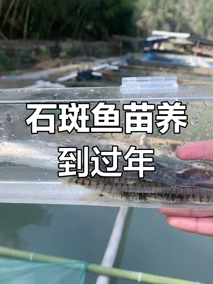 溪石斑鱼苗养殖,过年即可出售!