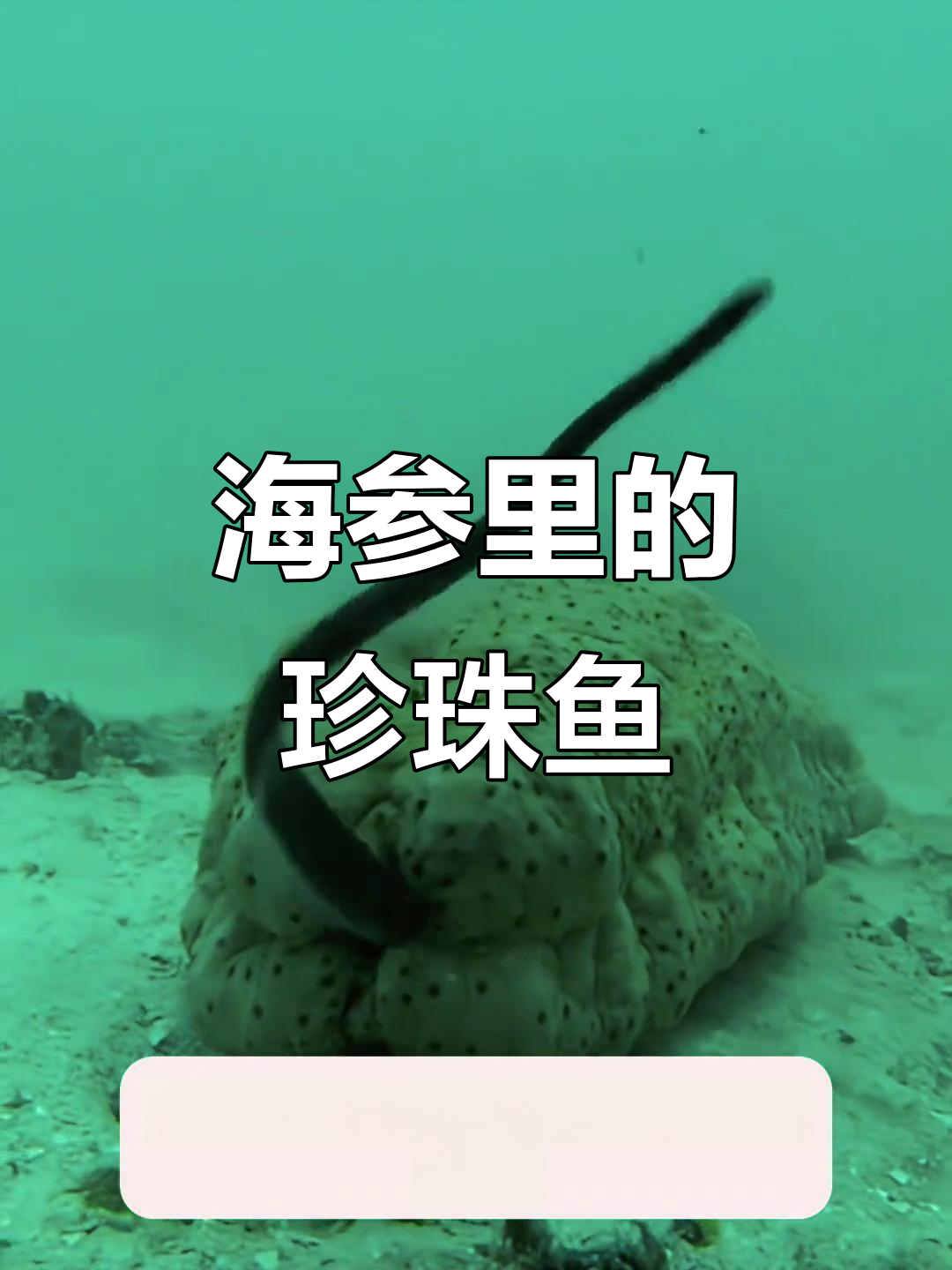 珍珠鱼藏身海参肛门,竟能躲避天敌!