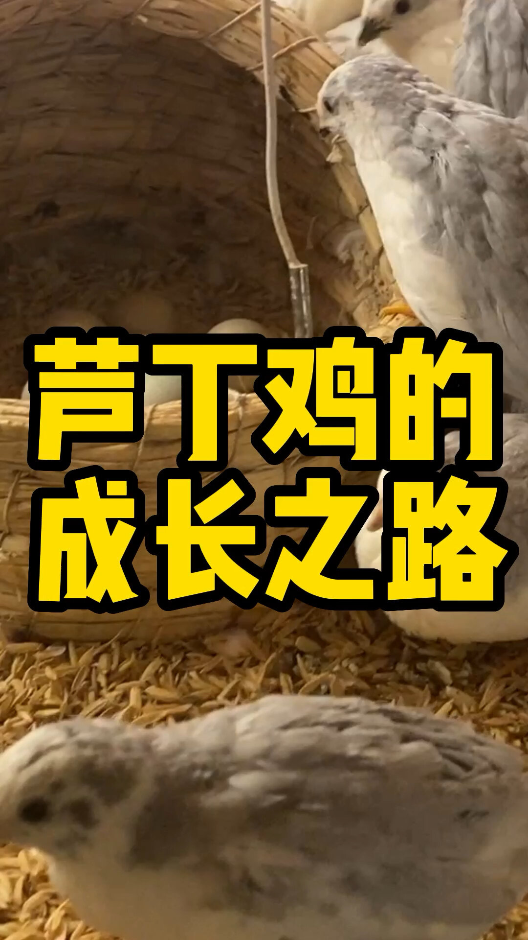 芦丁鸡从出壳到下蛋需要多久?