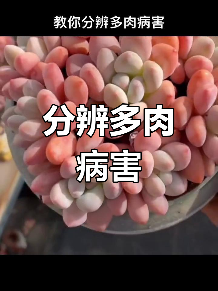 多肉植物常见病害识别与防治技巧,轻松搞定各种问题