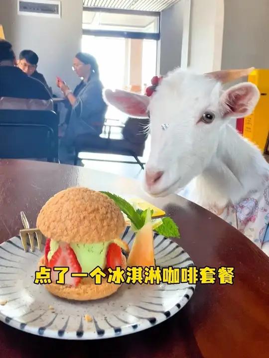 串串是我最好的下午茶搭子#萌宠日常记录#记录平凡生活 #毛孩子的日常 #铲屎官日记 #串串