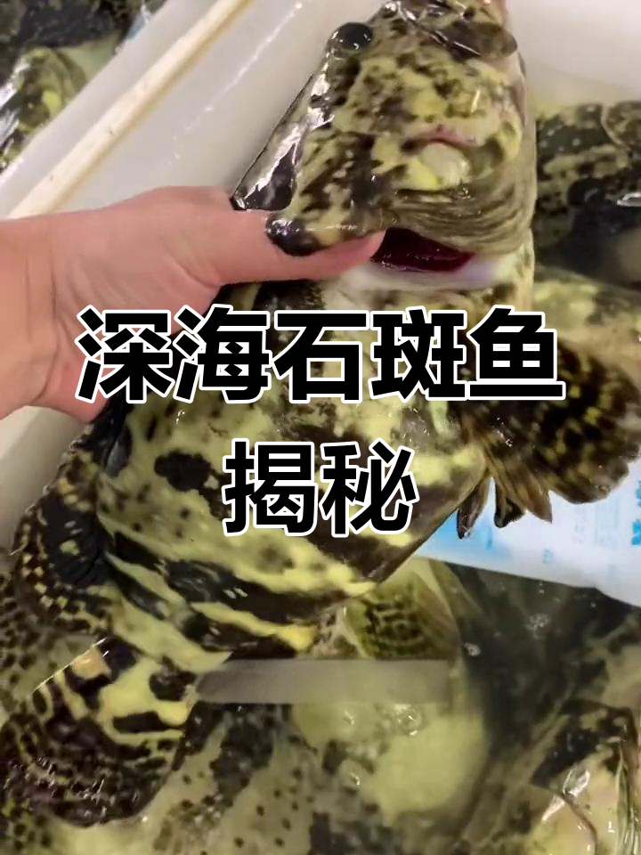 石斑鱼是养殖还是野生?
