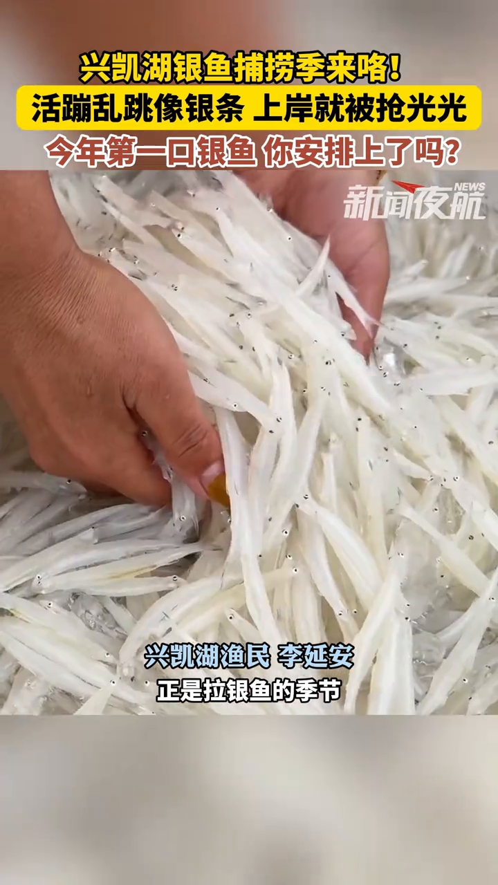 兴凯湖银鱼捕捞季来咯!活蹦乱跳像银条 上岸就被抢光光