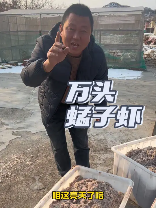 田横万头小蜢子虾新鲜来袭,吃货别错过!