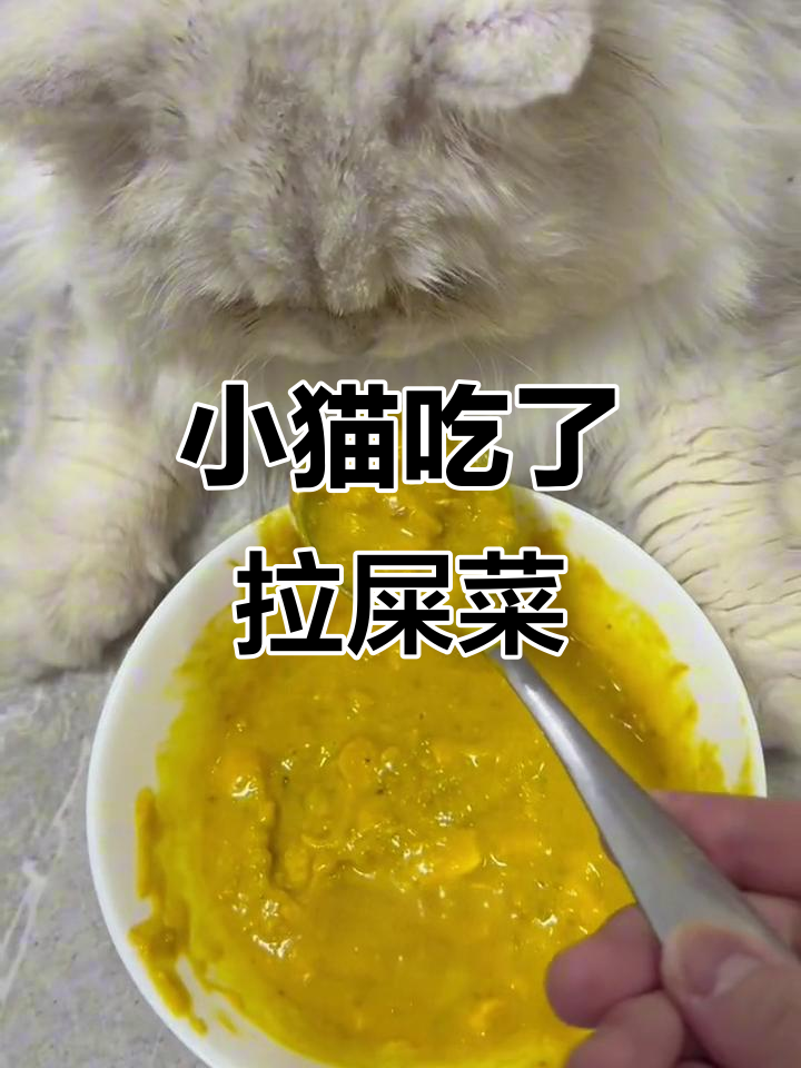 便秘小猫吃“拉屎菜”后,竟然拉了2斤粑粑!