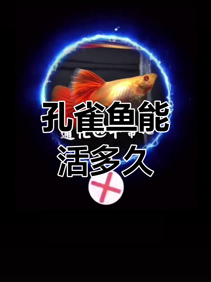 孔雀鱼的寿命与繁殖