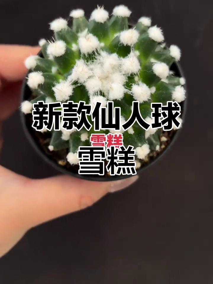 仙人球开花,雪糕到货!多肉植物新品来啦