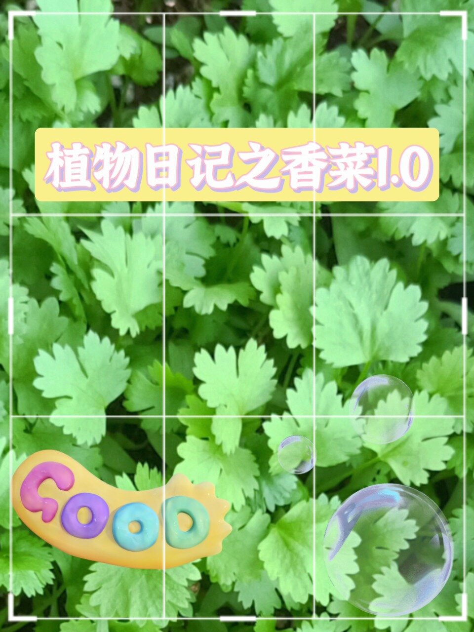 植物日记之香菜1.0