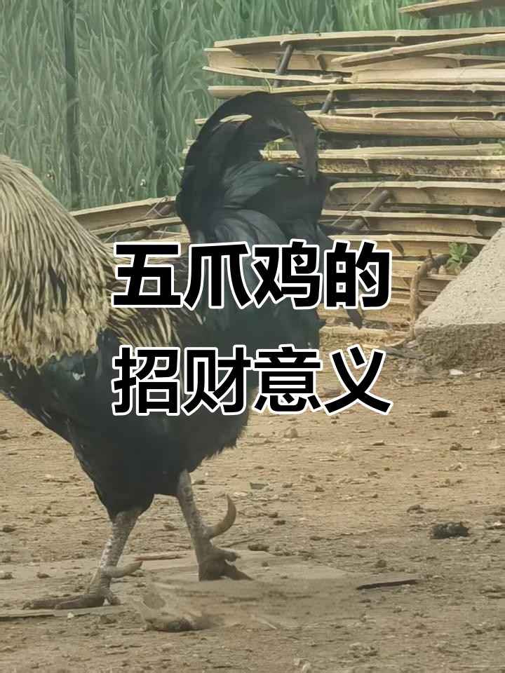 五爪鸡寓意深刻,文玩界的大佬们最爱收藏