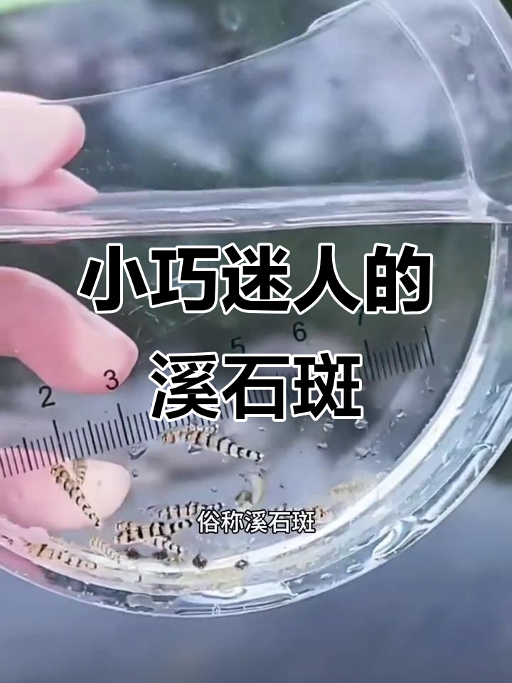 淡水鱼精灵:溪石斑的美丽与长寿