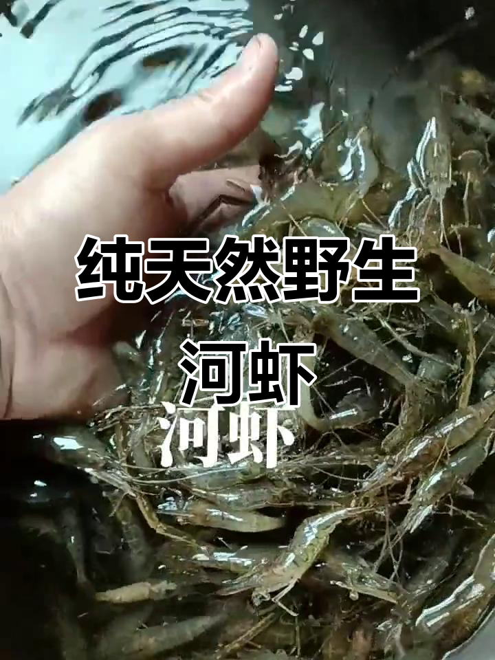野生河虾大揭秘，活蹦乱跳的它们竟然这么美！