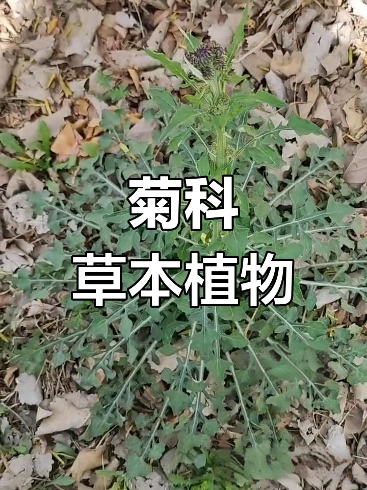泥胡菜的形态特征与生长习性