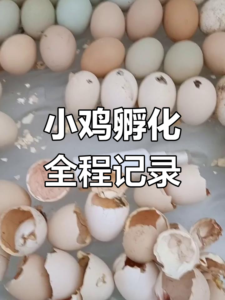 七月十五日,小鸡出壳全过程大揭秘!