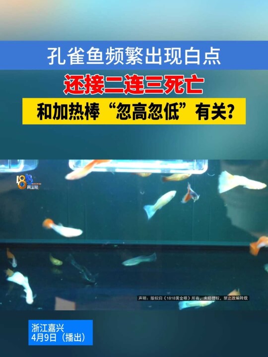「“一直在噶鱼” 孔雀鱼出问题男子怀疑加热棒」嘉兴的小李反映,自己养的孔雀鱼频繁出现白点,