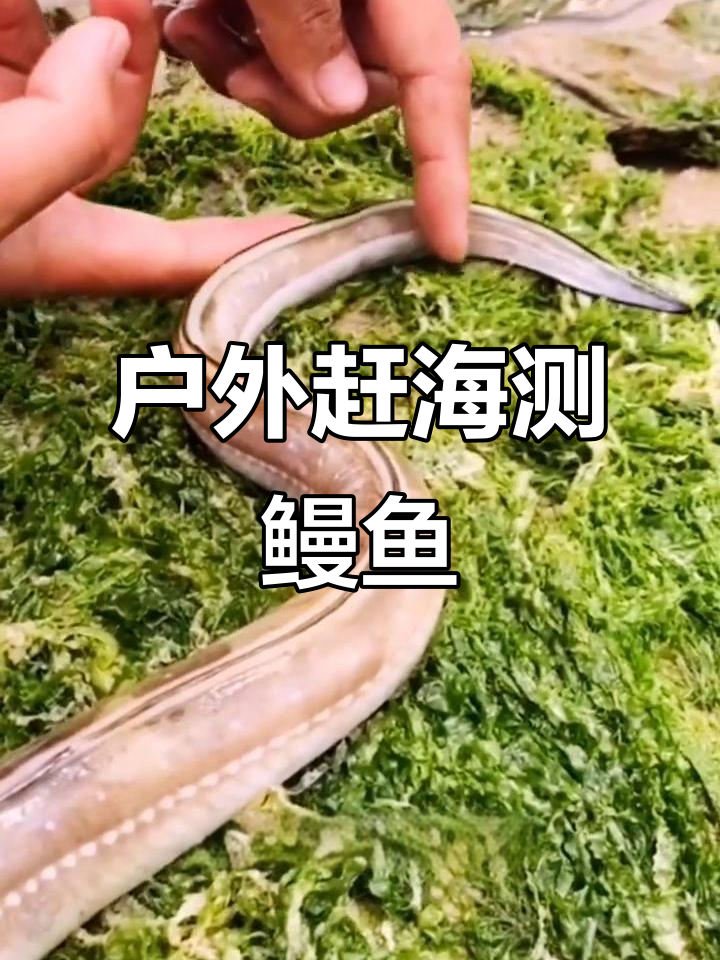 赶海抓海鲜,鳗鱼到底有没有电?今天来测试一下