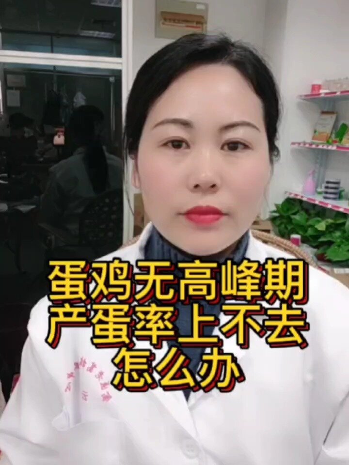 蛋鸡无高峰的原因 蛋鸡产蛋率上不去怎么办