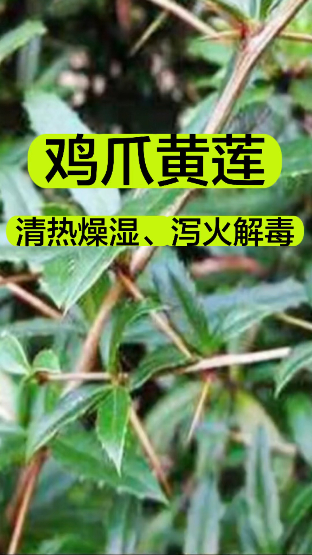 鸡爪黄莲