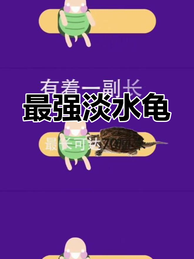 世界上最凶猛的乌龟:鳄龟