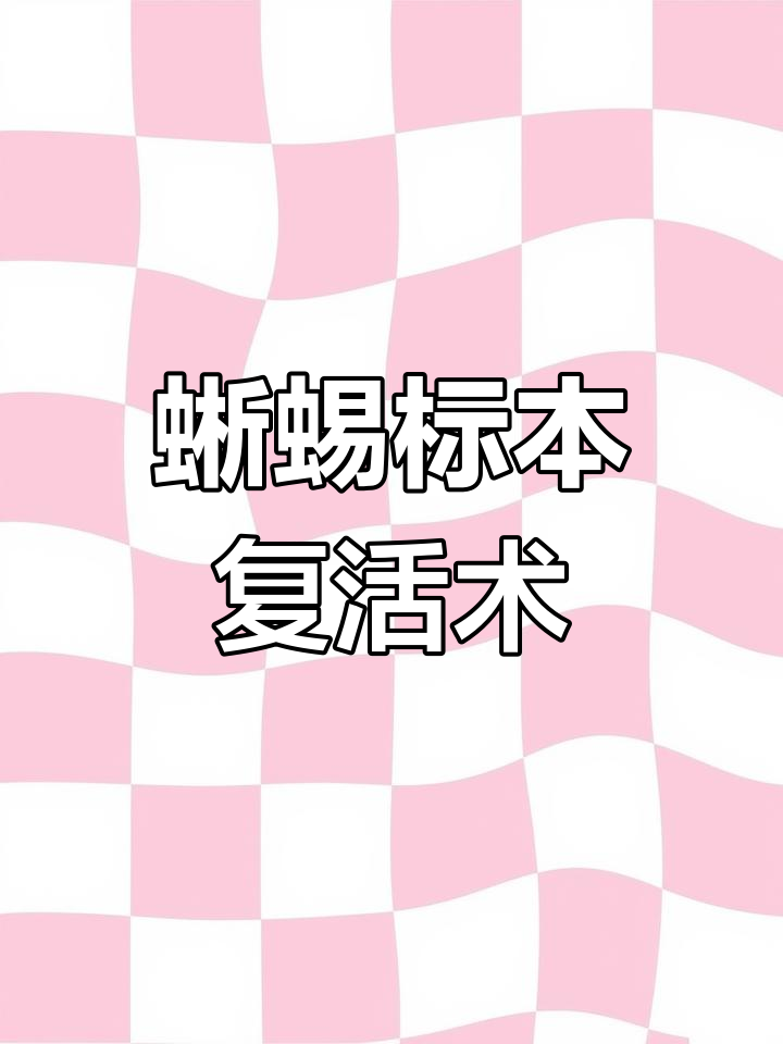 蜥蜴标本变身记:从皮到宠物的奇妙过程